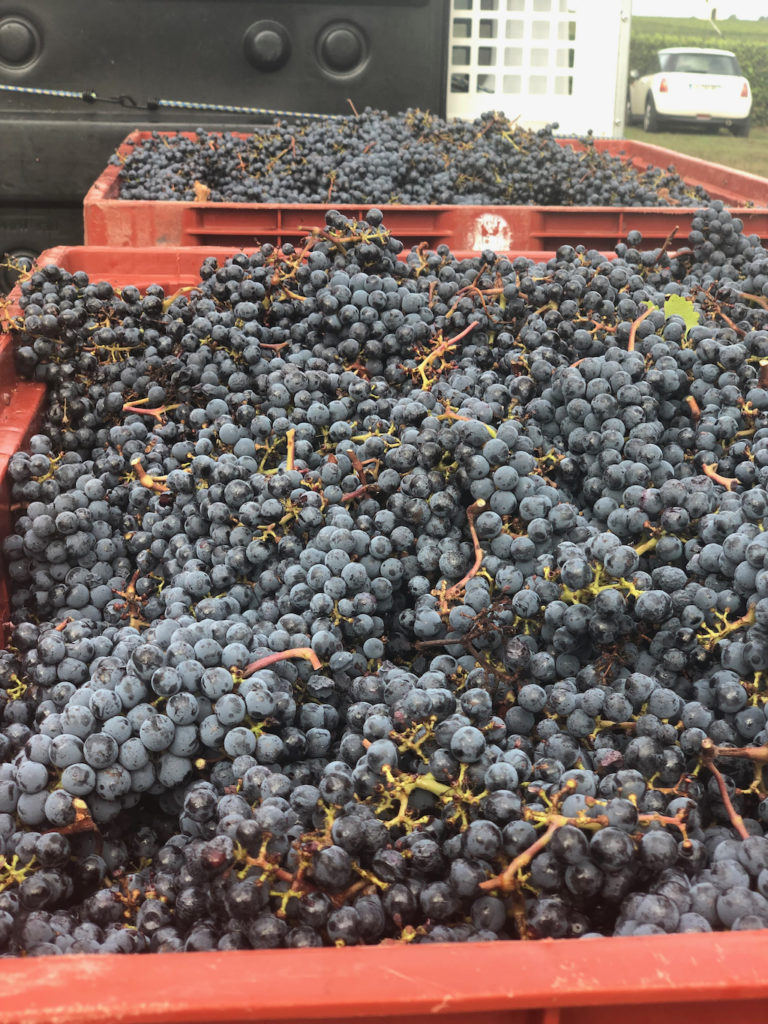Crates filled with freshly harvested grapes in a Bordeaux vineyard, ready for winemaking, highlighting the richness of Bordeaux wine tours.