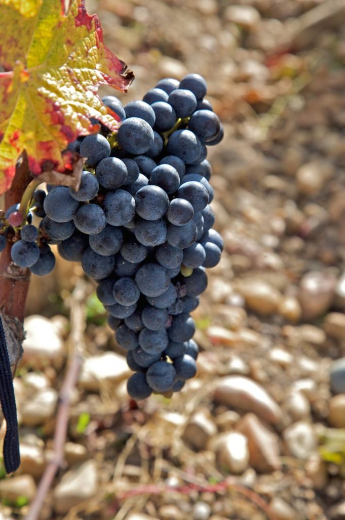 Ripe Bordeaux grapes hanging on the vine in a Medoc vineyard, ready for harvest, a highlight of the Bordeaux wine tour.