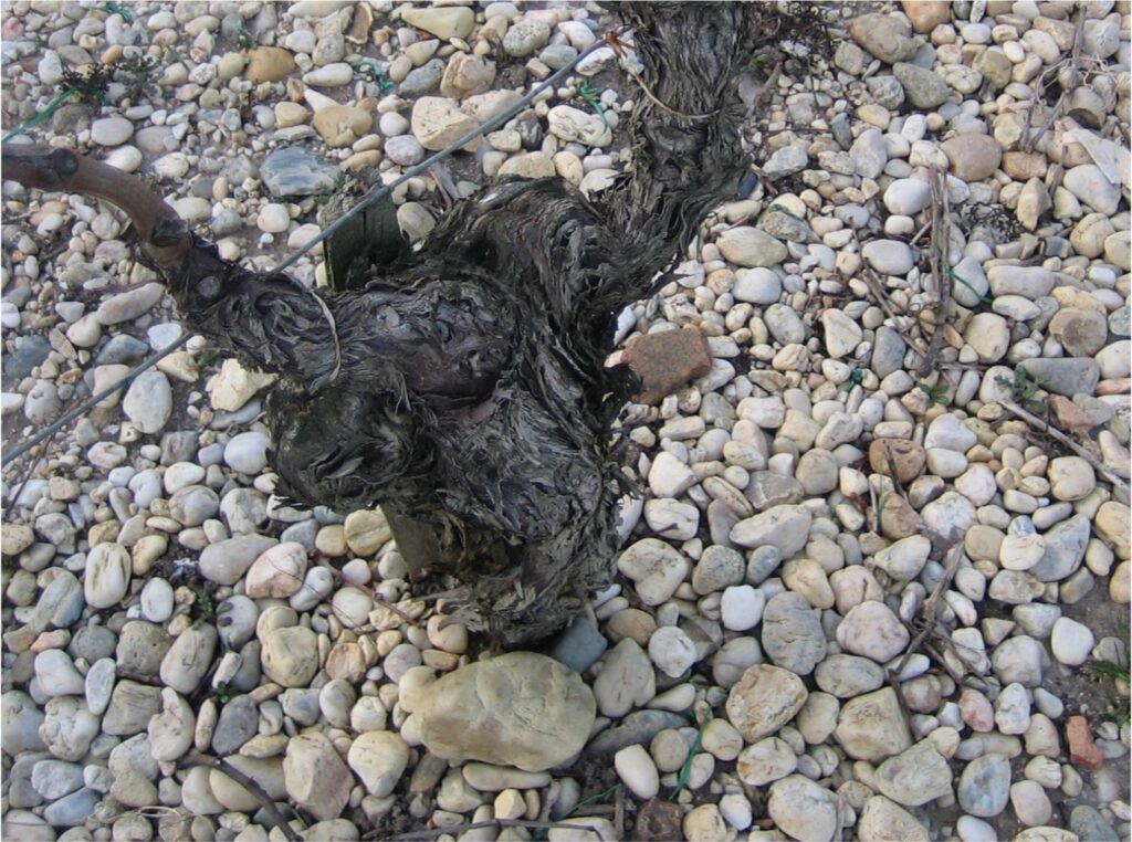 old Bordeaux vine in gravel