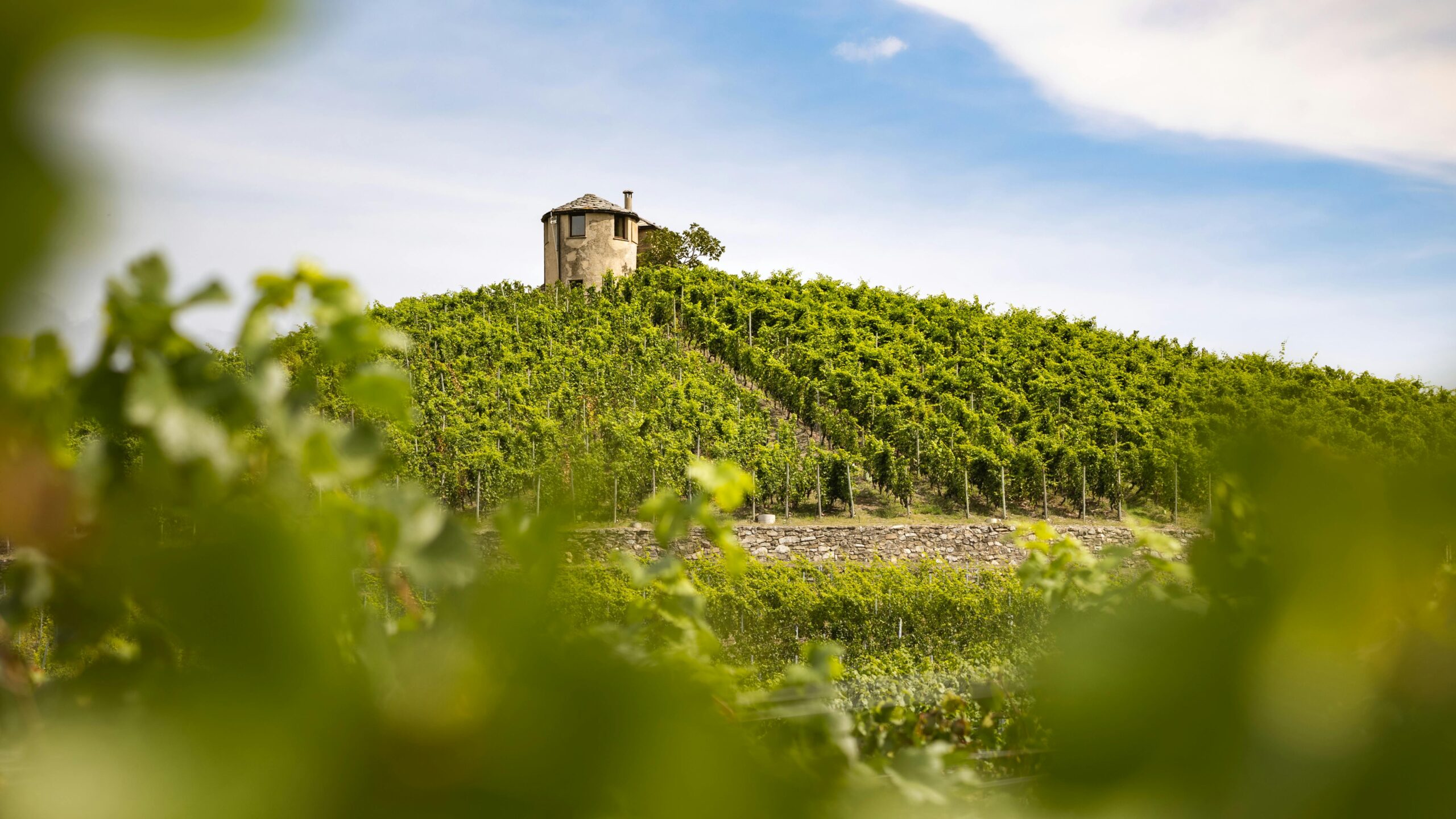 vineyard hill with mill